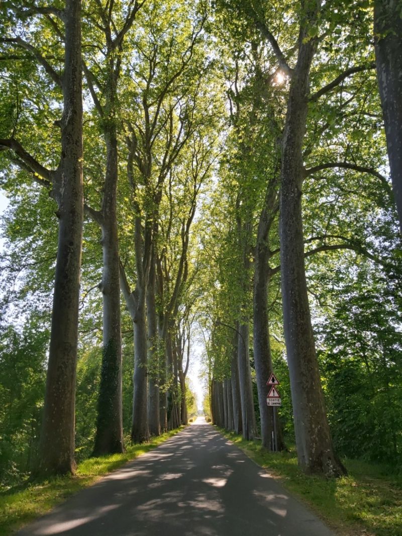 Photographie d'un double alignement de platanes le long d'une route départementale en Charente