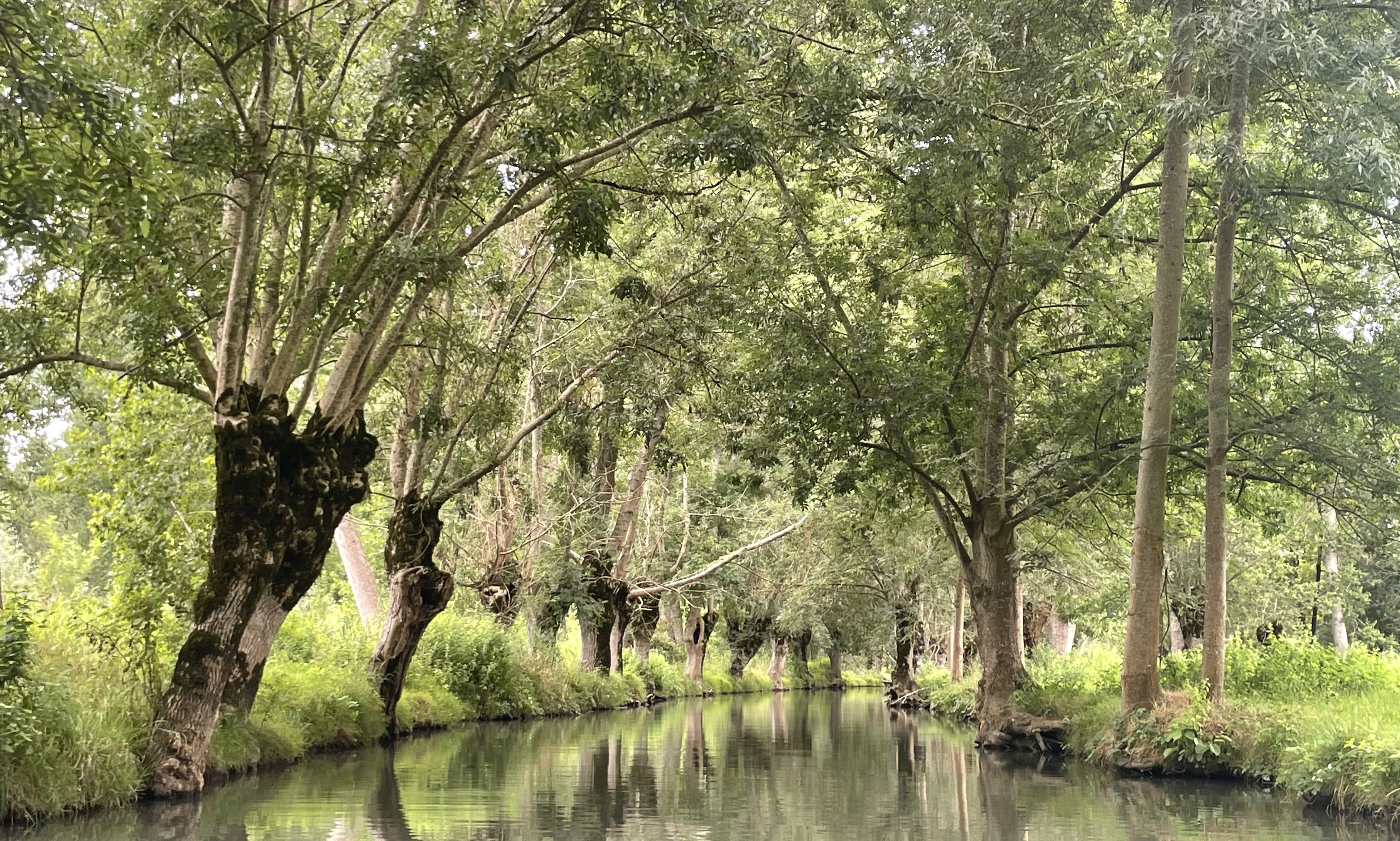 Photographie d'arbres gérés en trognes le long des canaux du Marais Poitevin