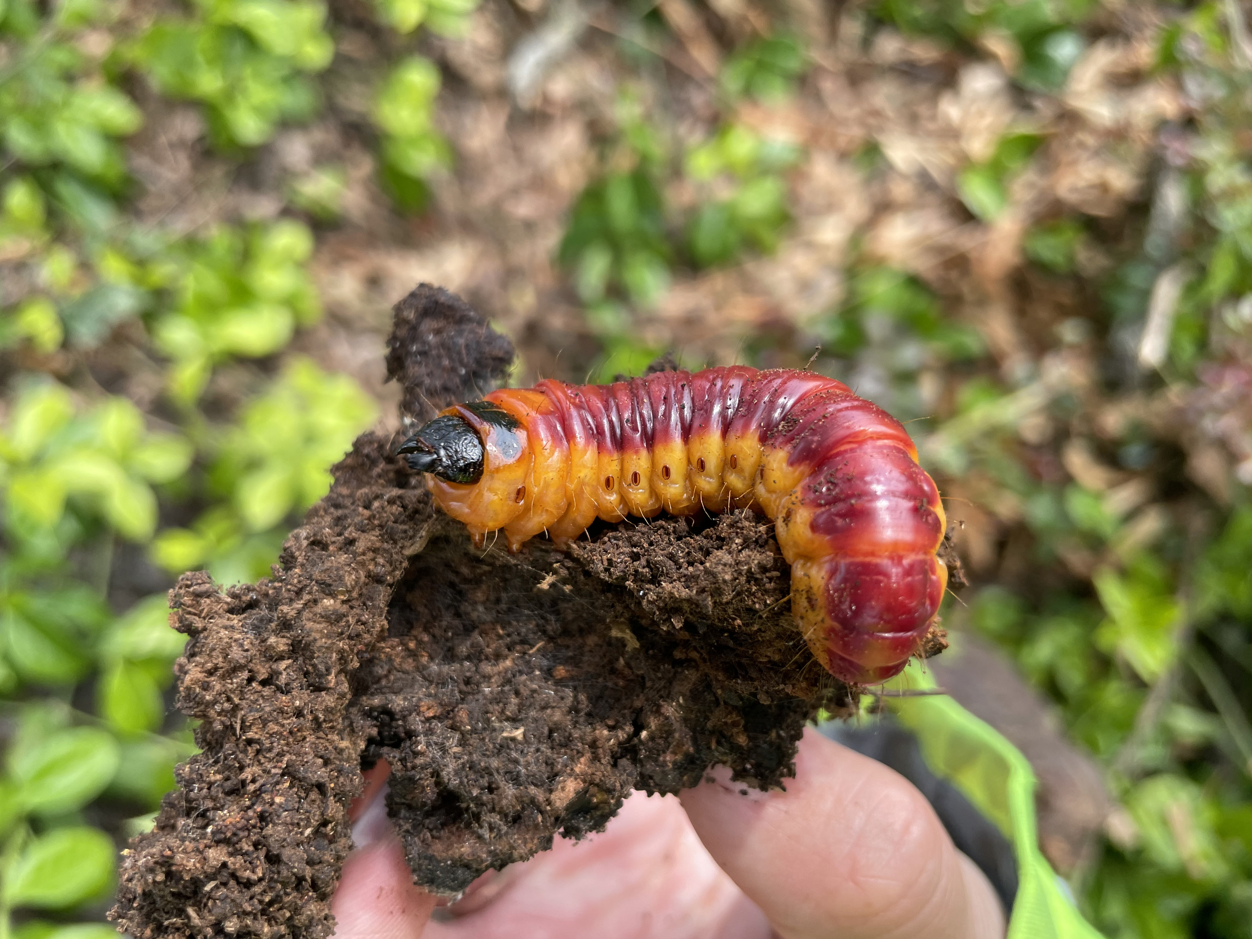 Photographie d'une larve de Cossus Cossus au pied d'un arbre