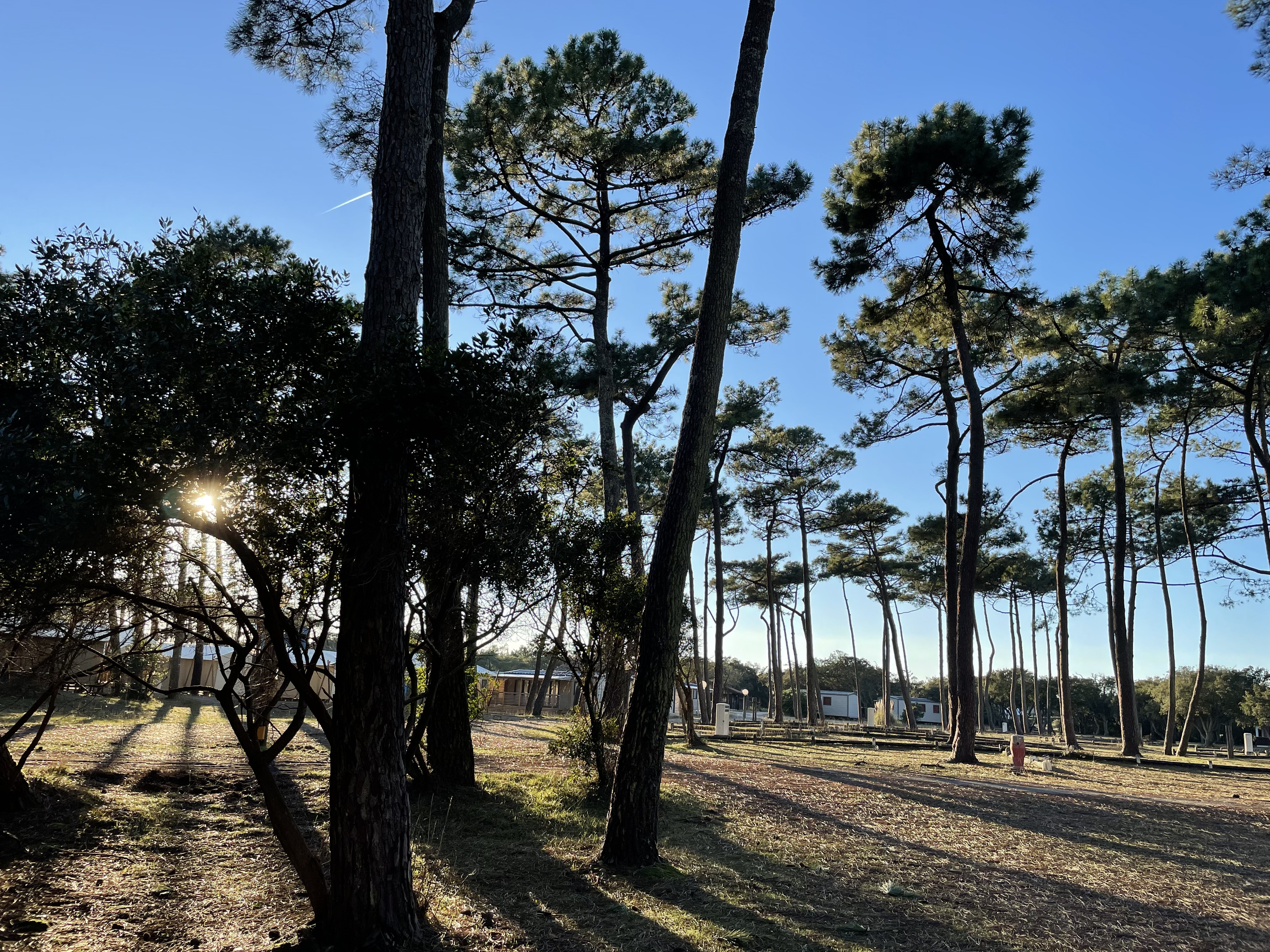 Photographie de Pins dans un camping