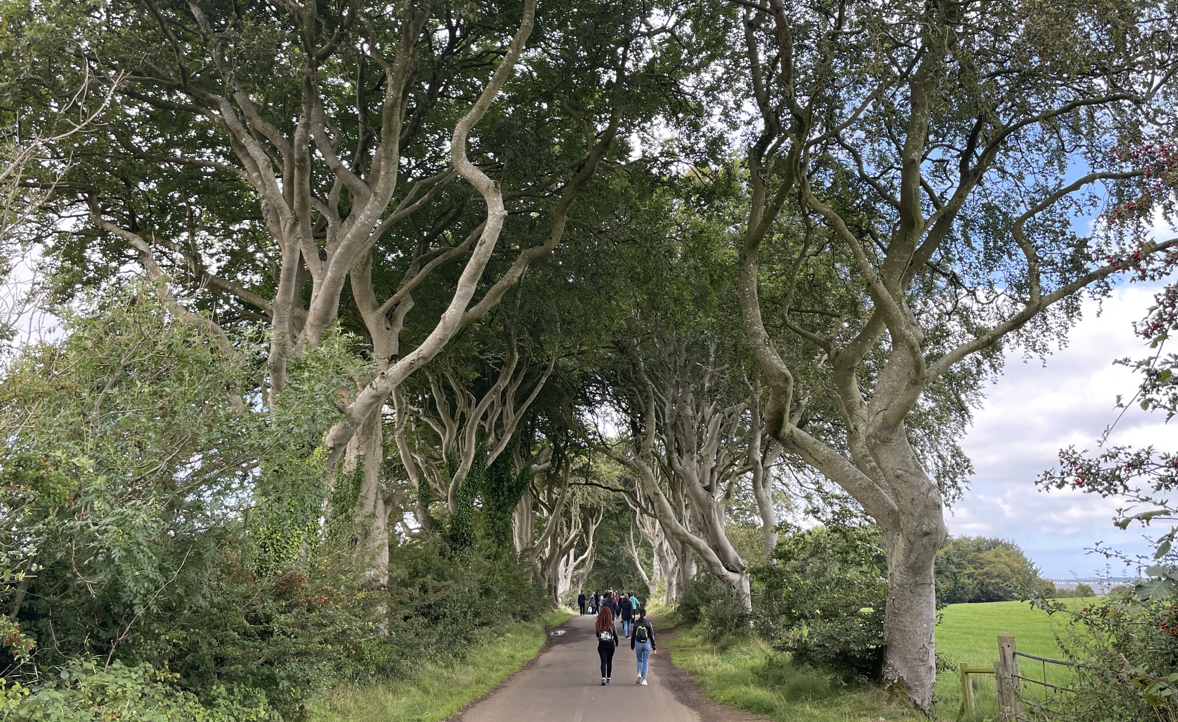 Photographie de l'alignement d'arbres The Dark Hedges en Irlande